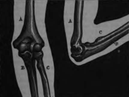 Elbow joint. a. Humerus. b. Ulna. c. Radius.