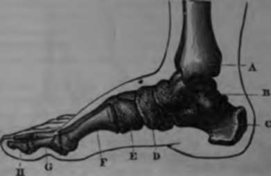 Skeleton of the foot.