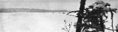 Caribou Resting  On A Frozen Lake