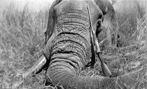 A Fine Single Tusked Elephant Shot In Nyasaland.