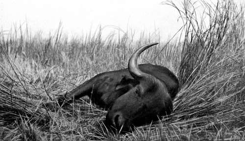 Buffalo Cow Shot In Nyasaland.