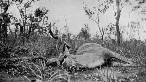 Kudu Bull Shot In Nyasaland