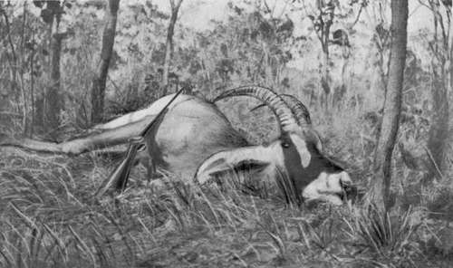 Roan Bull Shot In North Eastern Rhodesia