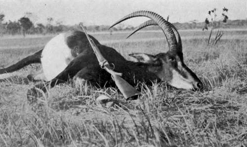 Sable-Bull-Shot-In-North-Eastern-Rhodesia.jpg