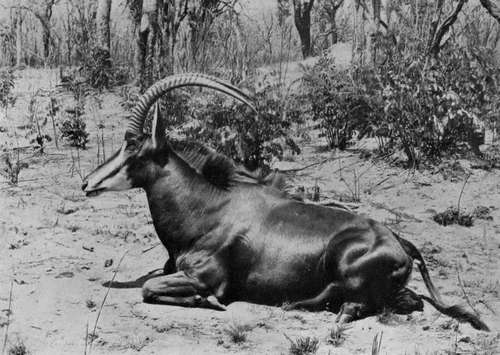 The Sable Antelope.
