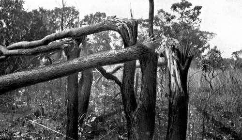 Trees Broken By An Elephant.
