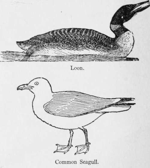 Common Seagull Larus Argentatus 224