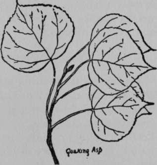 Quaking Asp Quiver Leaf Aspen Poplar Or Popple Pop 270