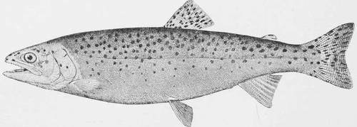 Black Spotted Or Mountain Trout.