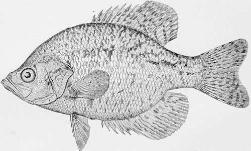 Calico Bass, or Strawberry Bass Pomoxys steroide