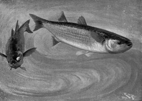 Grey Mullet' Following Up The Tide'.