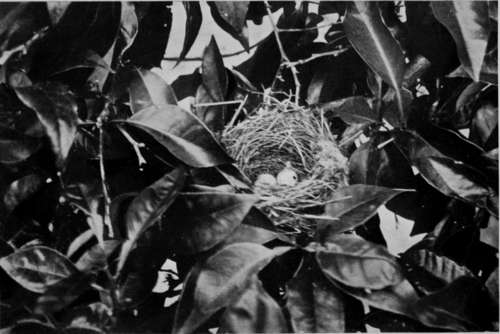 Nest Of Orphean Warbler (Sylvia Orphea)