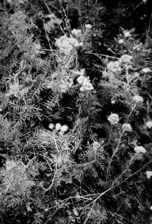 Nest Of Ortolan Bunting (Emberiza Hortulana)