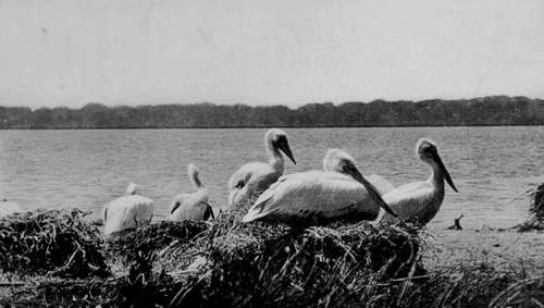 Pelicans At Their Nests (Pelecanus Crispus)