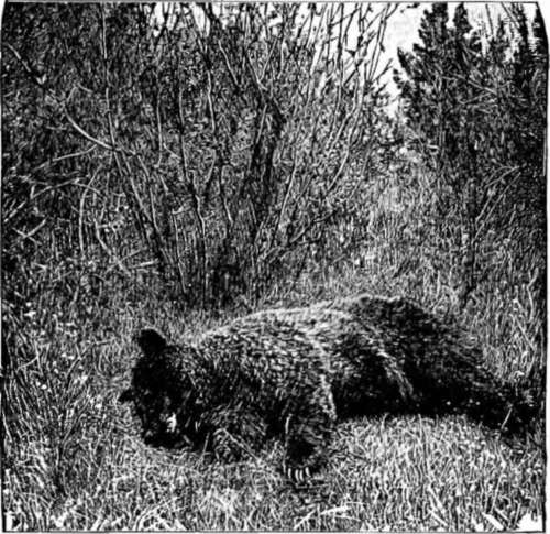 A Dead Grizzly.