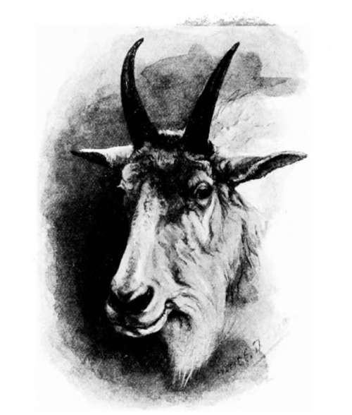Head of Male White Goat.