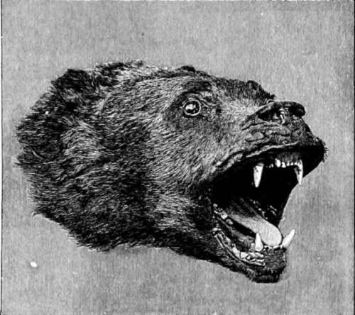 Head of a Grizzly