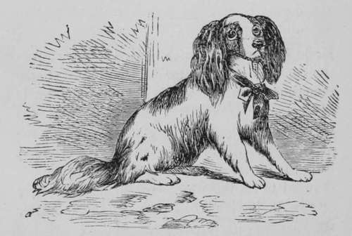 Blenheim Spaniel.