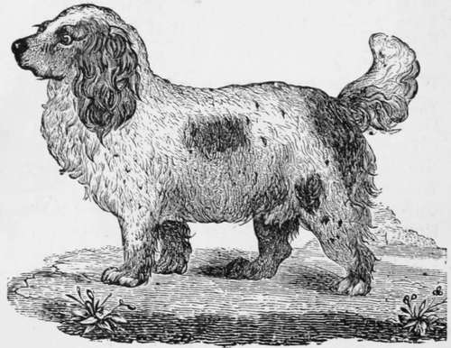 Cocker Spaniel.