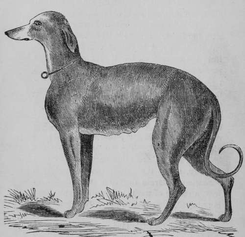 English Greyhound.
