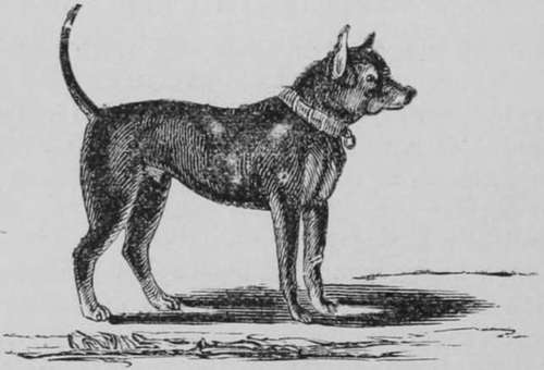 English Terrier, (Black & Tan.)