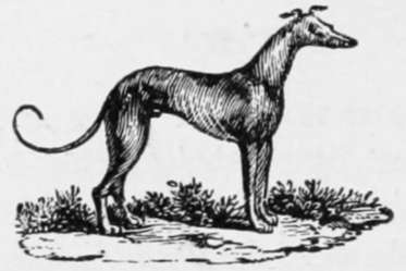 Great Siberian Bloodhound 3