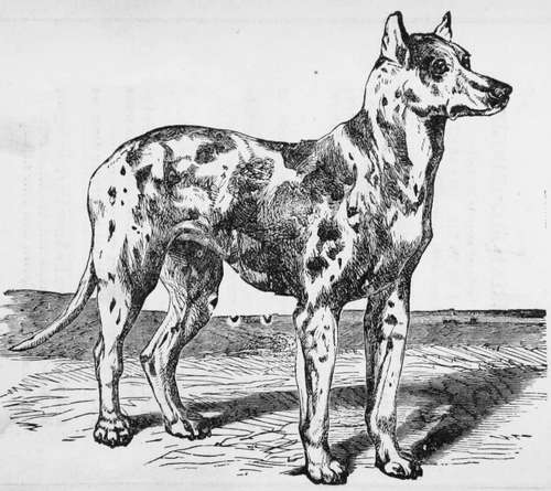 Great Siberian Bloodhound