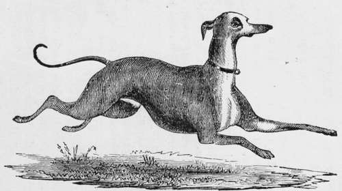 Italian Greyhound.