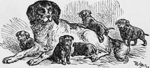 Mr. John E. T. Grainger's setter Nelly and her pups, valued at $5,000.