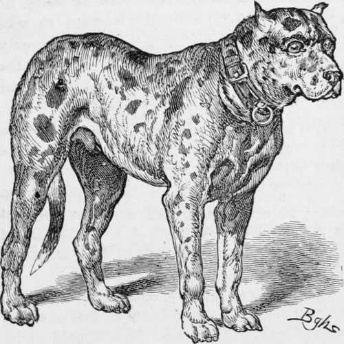 Mr. Jones's Siberian Bloodhound Bruno.