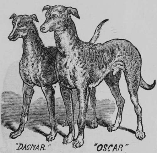 Queen Victorians Deer Hounds