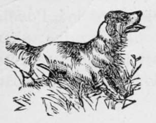 The Bloodhound 10