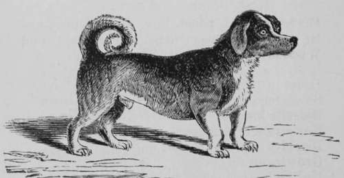 Turnspit Dog.