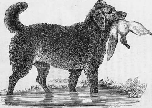 Water Spaniel.