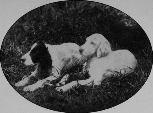 A Brace of English Setters at Repose (Pride and Sally, Mr Stanhope Lovell).