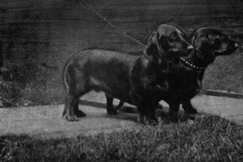 A Brace of Typical Dachshunds (Property of Mr de Boinville).