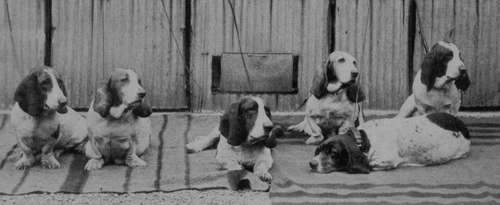 A Group of Champion Smooth coated Bassets.