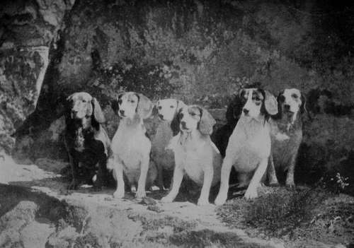 A Group of Leyswood Beagles.