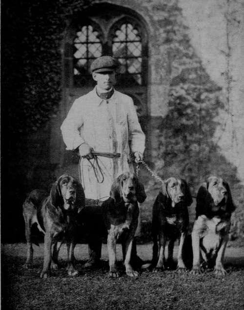 A Quartet of Typical Bloodhounds (the Property of Mrs Chapman, Thrapston).