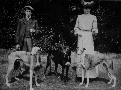 A Trio of Greyhounds (Property of Mrs Dewe).