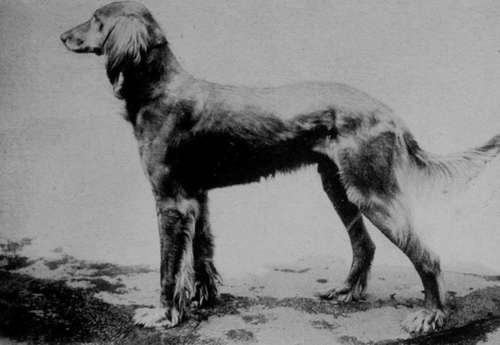 Afghan Greyhound (Property of Mr Cary Barnard).