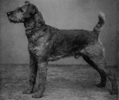 Airedale Terrier Dog Crompton Marvel (Property of Leaver Brothers).