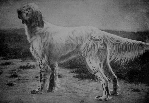 An English Setter (Romney Eock).