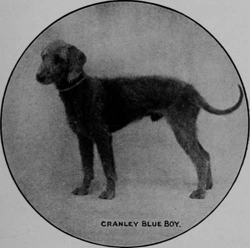 Bedlington Terrier Dog (Mr H. Warnes).