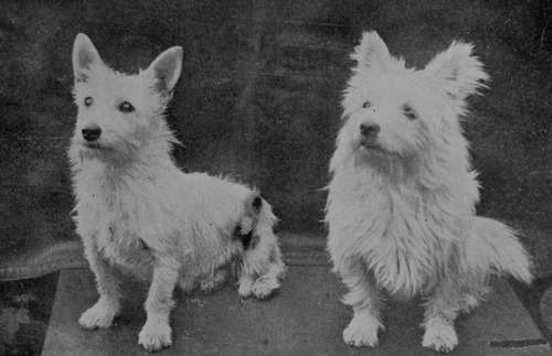 Brace or White West Highland Terriers (Property of Colonel Malcolm, C.B.).