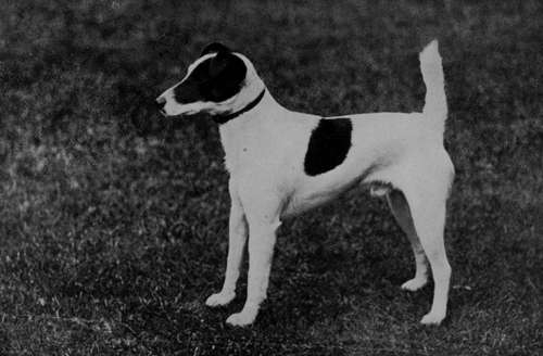 Champion South Cave Leger (Property of Mr A. Jowett).