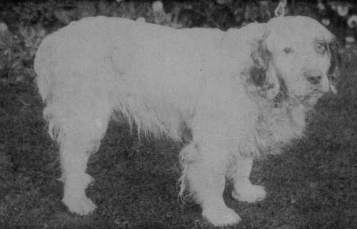 Clumber Spaniel Dog (Bobs of Salop).