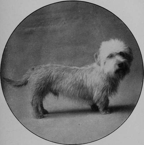 Dandie Dinmont Terrier Dog Thistle Grove Ben (Property of Mr R. Fisher, Hawick).