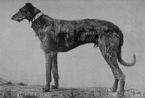 Deerhound Dog Champion Selwood Morven (Property of Mr Harry Rawson).