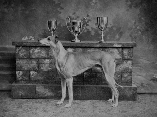 Fawn Greyhound Dean Baden Powell (Property of Mr Eyers, Blandford).